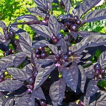 Seeds USA Seller 20 Seeds Black Pearl Ornamental Pepper Seeds For Garden Or Larg - £8.93 GBP