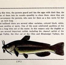 Bullhead Catfish 1939 Fresh Water Fish Art Gordon Ertz Color Plate Print... - $29.99