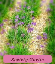 5884 society garlic pop thumb200