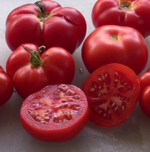 Tomato Stead 50 Seeds Heirloom Determinate Plant Fresh - £10.20 GBP