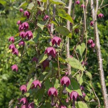 Rhodociton Atrosanguineus Seeds Purple Bell Vine Flower Seed 25 Seeds Fr... - £9.93 GBP