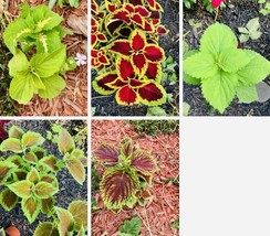 HT Coleus Rainbow Mix Flower Seeds Non Gmo Garden Seeds - $9.94