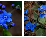 200 Seeds Chinese forget-me-not Garden - $49.93