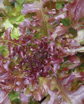 Lettuce Red Leaf Salad Bowl 300 Organic Seed Non Gmo Heirloom Usa - £7.86 GBP