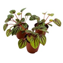 Peperomia Piccolo Banda, 2 inch Set of 3, Ripple Caperata Tiny Mini Pixie Plants - £14.49 GBP