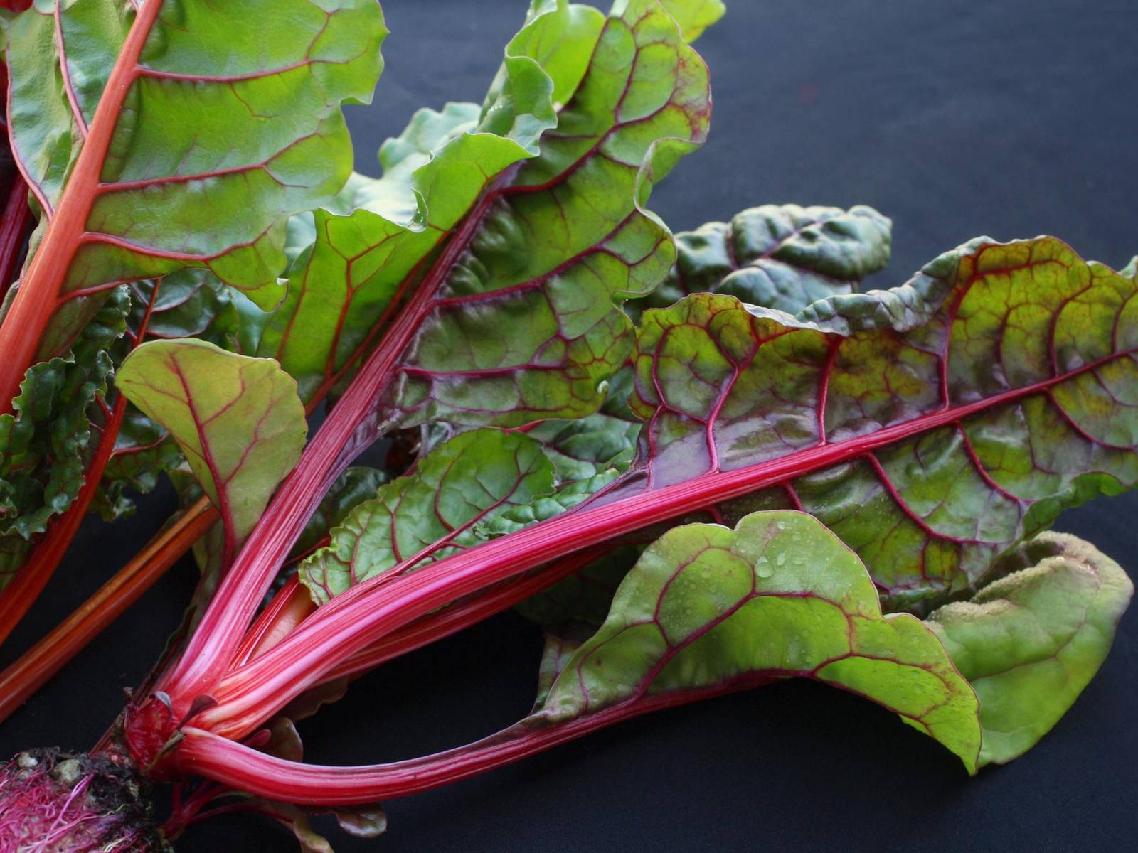 Ruby Red Swiss Chard Seeds Organic Swiss Chard Seeds Seeds Swiss Chard F... - $2.98
