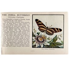 The Zebra Butterfly 1934 Butterflies Of America Antique Insect Art PCBG14B - $19.99