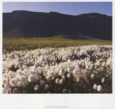 Archiv Kiedrowski Moor, Iceland, 2009 - £25.90 GBP