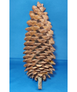 1 Giant Sugar Pine Cones 15&quot; Extra Large Huge Pinecones for Crafts Decor... - $19.95