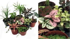 Terrarium &amp; Fairy Garden Plants - 8 Plants in 2&quot; pots - C2 - £50.28 GBP