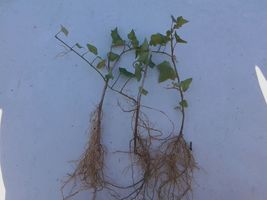BALTIC IVY SUB ZERO 5 bare root plants(Hedera helix) image 2