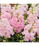 1000 Seeds Twinny Appleblossom Snapdragon Fresh Seeds - £7.12 GBP