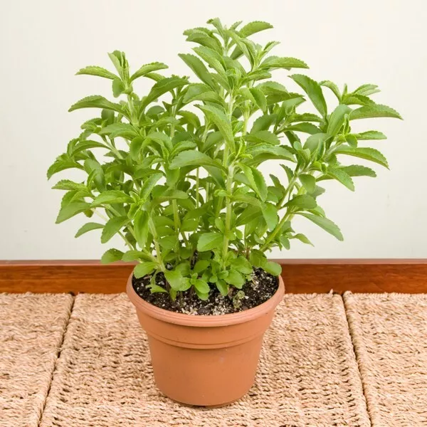 CLK 15 Seeds Sweetleaf Stevia Plant House Plant Garden Flowers Herb Seeds - $10.51