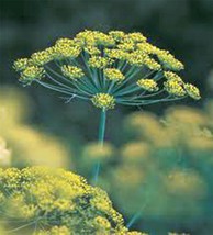 Dill Seed, Bouquet, Heirloom, Non Gmo, 500 Seeds, Herb, Spice Seeds - £5.80 GBP