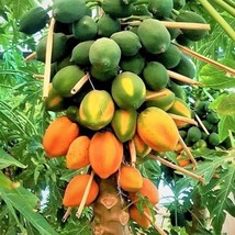 25 Organic Carica Papaya Fruit Tree Seeds Tropical Fruit Tree Large Fruit Papaya - £15.28 GBP