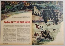 1955 Magazine Picture Bears, Porcupine &amp; Wolf Illustrated by Bill Griffith - £8.72 GBP