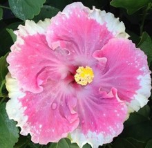 BS 20 White Light Pink Seeds Flowers Flower Seeds Perennial Bloom 489 Fa... - $9.80