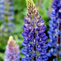 20 SEEDS violet blue LUPINE flower exotic bush - £8.35 GBP