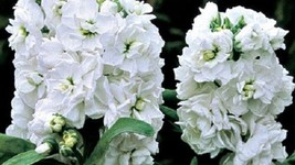 50 White Evening Or Night Scented Stock Flower Seeds Annual Great Gift From US  - $8.35