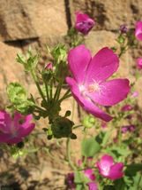 CLUSTERED POPPY MALLOW SEEDS Callirhoe triangulata 25 Seeds for Planting  - $17.00