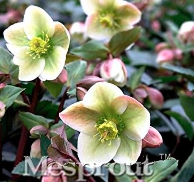 50Pcs Helleborus Thibetanus Flower Seeds Fresh Seeds - $5.11