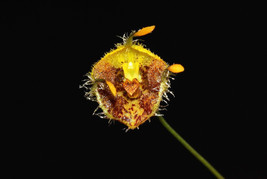 MASDEVALLIA / DIODONOPSIS ERINACEA MINIATURE ORCHID MOUNTED - $33.00