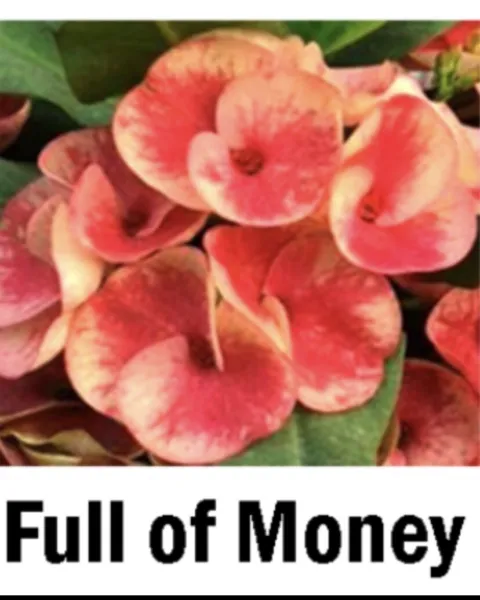 Full Of Money Crown Of Thorns Euphorbia Milii Christ Plant Starter Plant Garden - £34.67 GBP