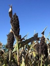 50 Organic Black Amber Cane Sorghum Sugar Cane Sorghum Bicolor Seeds *From US - $9.90