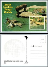 FLORIDA Postcard - Busch Gardens, Claw Island, Bengal Tigers C7 - £2.52 GBP