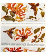 Humming Hawk Moth Honeysuckle Blossom 1940s Lithograph Print Art DWT7 - $760.08 MXN