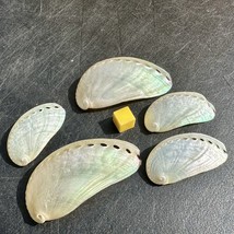 5 x Pearl Slipper Shells - Genuine Seashell Specimen - Certified - $15.09