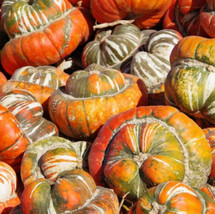 Gourd Turk’s Turban Heirloom Huge Decorative Edible Non-GMO Usa 12 Seeds! - £7.52 GBP