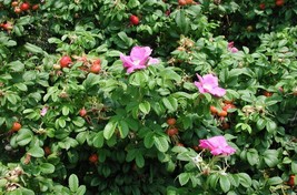 USA SELLER Seaside Pink Rose Fruiting Shrub Rosa Rugosa30 Seeds Fast Shi... - £8.46 GBP