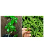 200pcs Plant Herb Jiaogulan INTERNATIONAL SHIP - $14.99