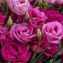 25 Pelleted Seeds Rosita Rose Pink Lisianthus Cut Flower Seeds - £27.10 GBP
