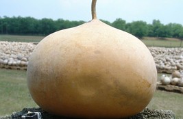 HSeeds Gourd Seeds Bushel 5 Ct Giant Vegetable Garden Heirloom Non-Gmo  - $3.43