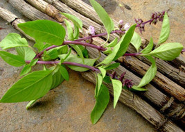 Simple Pack 160 seed Herb Herb Basil Licorice - £6.28 GBP