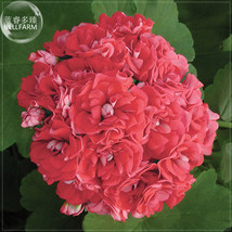 10 Geranium Rose Red Rosebud Gardening - $5.22