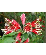 Alstroemeria psittacina (Parrot Lily) 14 Tubers ORGANIC Plant - $22.49