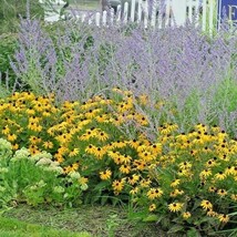 200 Brown Eyed Susan Flower Seeds Wildflower Poor Soils Container Cold Heat Drou - £11.66 GBP