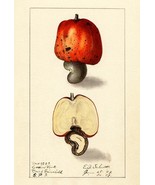 Cashew Nuts - Anacardium Occidentale - 1909 - Illustration Poster - £26.37 GBP