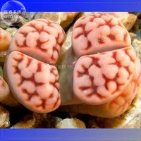 fresh BELLFARM 10+ Lithops Karasmotana Var. mickbergensis Seeds - £12.19 GBP