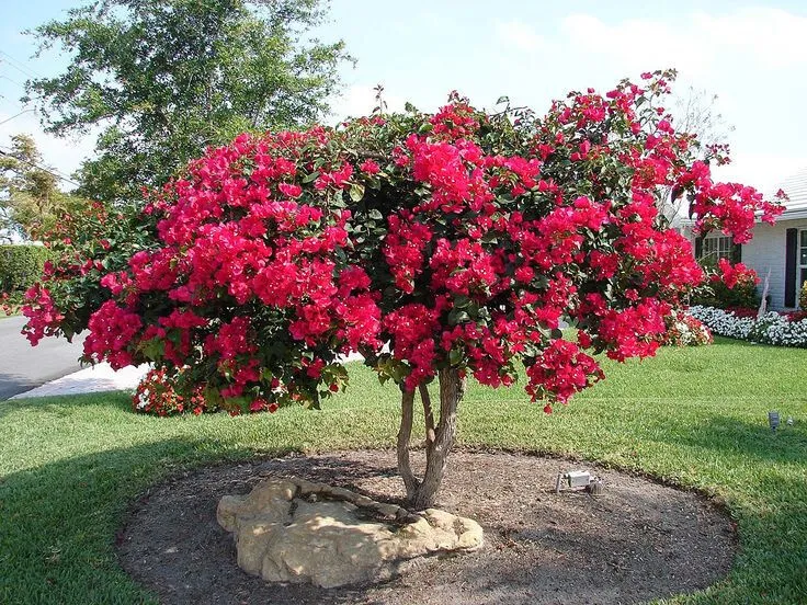 12 &#39;Rosenka&#39; Bougainvillea- Gold Orange to Rosey Red Pink UNROOTED 4-8 Cuttings - £29.96 GBP