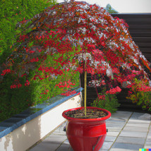 Berynita Store 10 Illawarra Flame Seeds (Brachychiton Acerifolius) Red Flowered  - £9.43 GBP