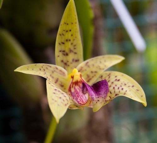 Bulbophyllum polystictum orchid