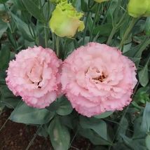20 SEEDS pink CAMELLIA GRANDIFLORA flower exotic garden - $10.65