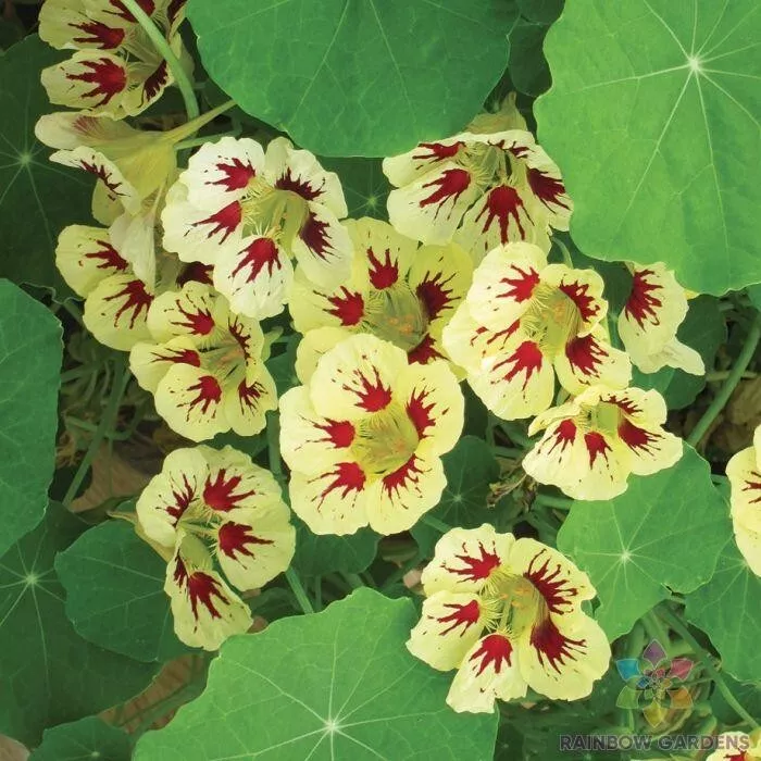 KingStore 50 Orchid Cream Nasturtium For Garden Planting Seeds - $11.76