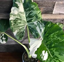 alocasia macrorrhiza variegata 5 seeds, Elephant ears, rare palm, Giant ... - £3.86 GBP