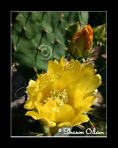 Yellow Prickly Pear Cactus - CF0074C - Fine Art Photography - £14.06 GBP