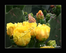 Prickly Pear and Butterfly - CF0109C - Fine Art Photography - £14.06 GBP